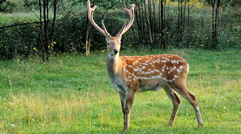 Sika Deer For Sale In Texas Cold Creek Ranch Texas