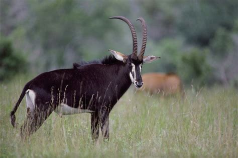 The Meaning And Symbolism Of The Word Antelope