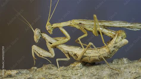 Clode Up Of Couple Of Praying Mantis Mating On Tree Branch The Mating