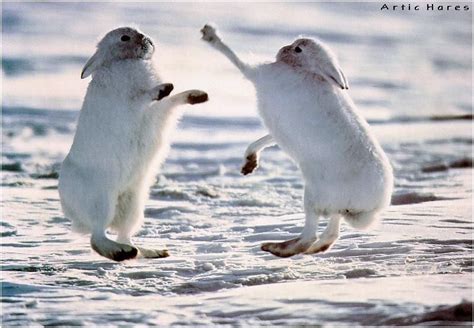 Pin By Al Ice On Animals Etc Arctic Hare Cute Animals Animals