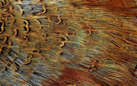 Bird Feather Wallpaper Wallpapersafari