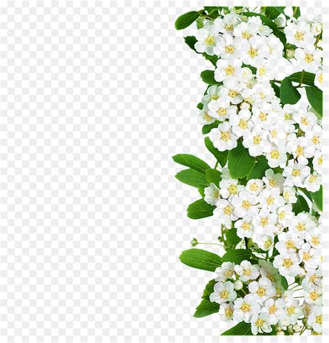 Bunga Putih Hijau Gambar Png