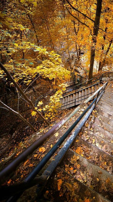 Pin By Mian Zubair Zia On Trees Railroad Tracks Tree Railroad