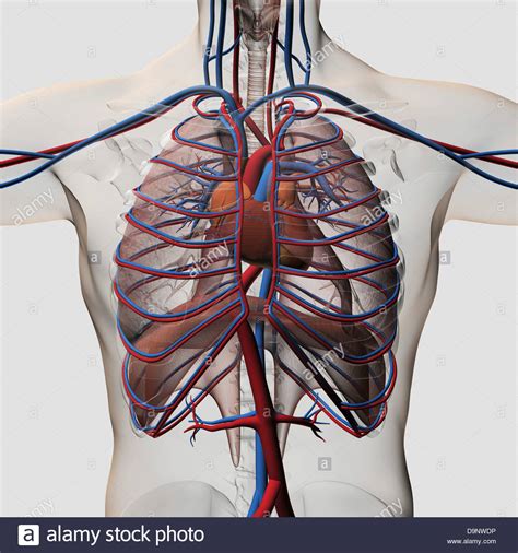 Includes labeled human skeleton chart. Three dimensional medical illustration of male chest showing Stock Photo: 57643986 - Alamy
