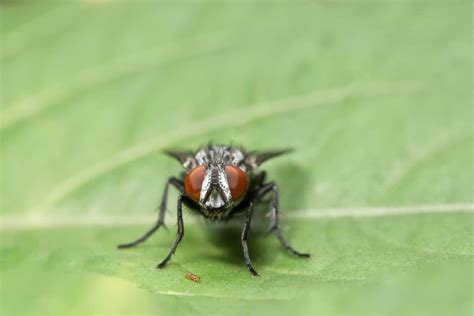 How To Get Rid Of Cluster Flies In Your Attic Attic Projects