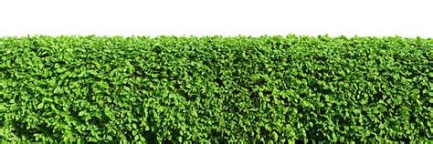 Hedge Stock Photos Pictures And Royalty Free Images Istock