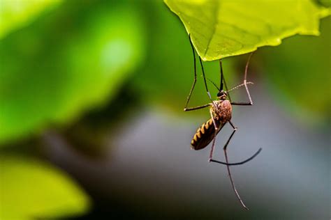 Aedes Scapularis Floridas New Mosquito Species