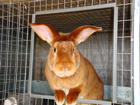 10 Best Meat Rabbit Breeds For Homesteads Rabbit Breeds Meat Rabbits