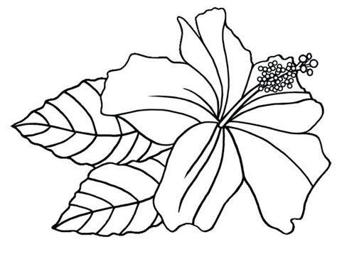 Hawaiian flower colouring pages page 2.exotic flower coloring pages 1499—1600.hawaii state flower drawing at getdrawings.hawaiian flowers drawing coloring pages detail: The best free Hawaiian drawing images. Download from 894 free drawings of Hawaiian at GetDrawings