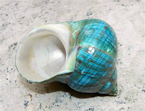 Fiji Seashell Flickr Photo Sharing