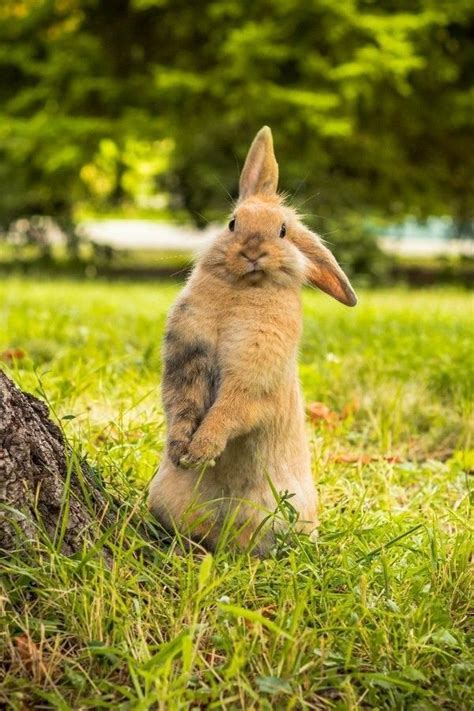 wild baby bunny care - Baby Care #Baby #baby #BabyCare | Wild baby