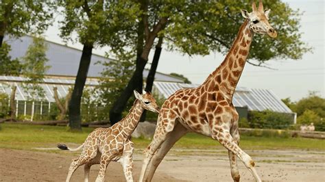 Bbc World Service Newsday The Secret Of Giraffes Long Legs