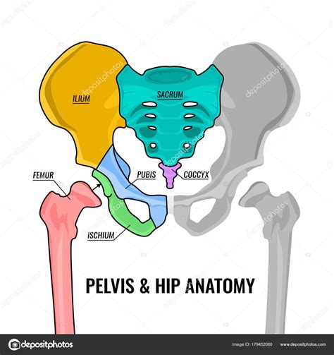 Pubis Anatomy