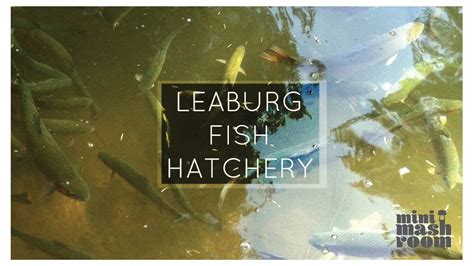 Leaburg fish hatchery (Oregon) - YouTube