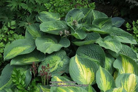 Photo Of The Entire Plant Of Hosta Alligator Alley Posted By Char
