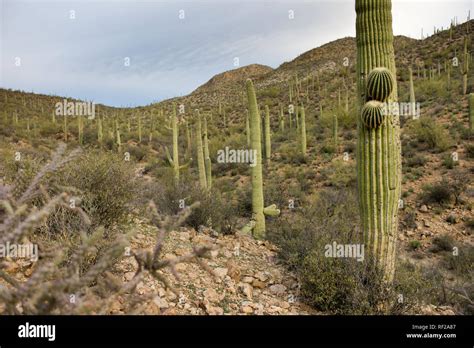 The Famous Saguaro Cacti Are Abundant On This Sonoran Desert Hiking