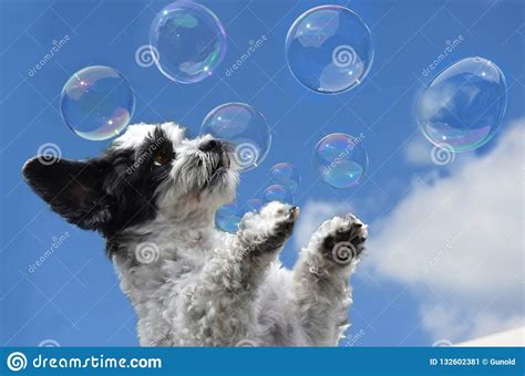 Cute Little Dog Tries To Catch Soap Bubbles Stock Image