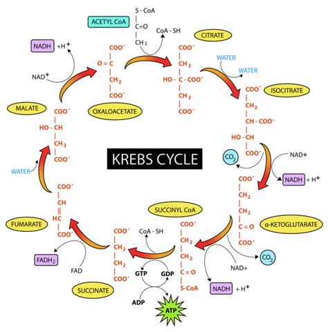 The Krebs Cycle Advanced Ck 12 Foundation