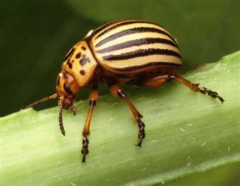 Learn About Nature Potato Beetles Learn About Nature