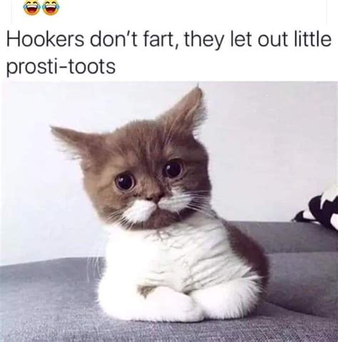 20 Bop Cat Meme Ideas