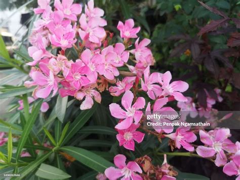 Sweet Oleander Rose Bay Nerium Oleander Name Pink Flower Tree In Garden