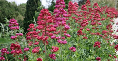 Ein weißer garten wirkt edel und viele weiß blühende stauden unterstreichen die wirkung stilvoll. Dauerblüher unter den Stauden: Die besten Arten - Mein ...