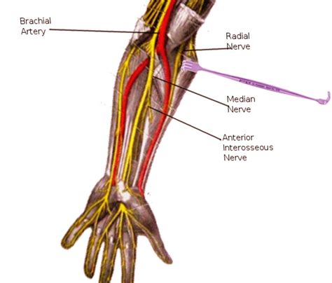 Anatomy Shoulder And Upper Limb Forearm Anterior Interosseous Nerve