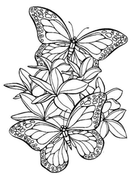 Disegni Di Farfalle Da Colorare