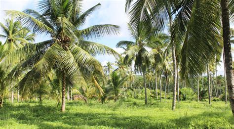 Coconut Plantation 50 Acres For Sale In Beliatta