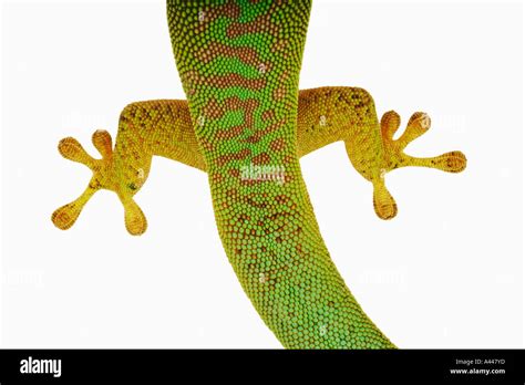 Day Gecko Phelsuma Astriata Astriata These Slender Lizards With Bright