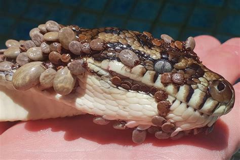 Pictures Showing Python Covered With 500 Ticks Go Viral It Felt Like