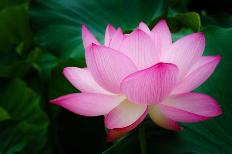 Pale Pink Lotus Flower Field