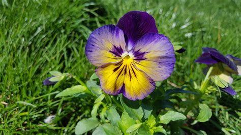 무료 이미지 자연 들 목초지 꽃 무늬의 봄 식물학 노랑 플로라 야생화 원예 삼색기 매크로 사진 꽃 피는