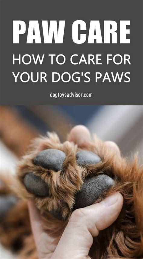 How To Care For Your Dogs Paws Paw Care Dog Paw Care Pet Health Care