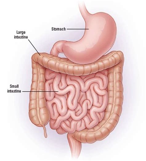 Which of the following organs is where most nutrients are absorbed large intestine *** esophagus small intestine stomach 2. Body Restore- Large & Small Intestine Cleanse Protocol
