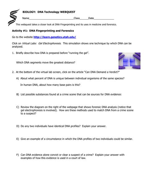 Dna fingerprinting or dna profiling is a process used to determine the nucleotide sequence at a certain part of the dna that is unique in all human paternity and maternity determination: Gel Electrophoresis And Dna Fingerprinting Lab Worksheet ...