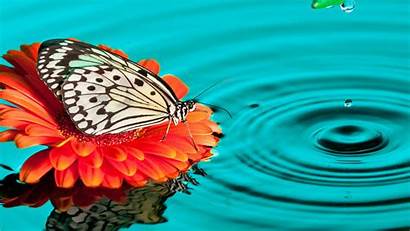 Butterfly Drops Wallpapers 1080 1920