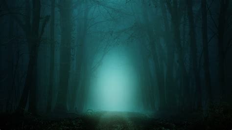 Foggy Forest 5k Wallpapers Hd Wallpapers Id 28517