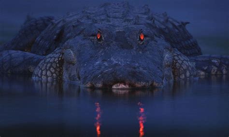 Alligator Who Saw Red Fearsome Glint Of Creatures Eyes Caught On