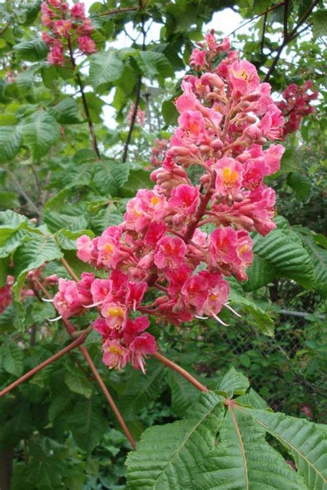 Buy Briotii Red Horse Chestnut Tree Free Shipping Wilson Bros Gardens