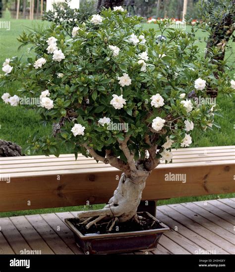 Gardenia Pot Plant Stock Photo Alamy