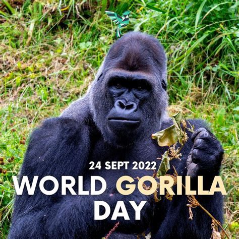 Celebrate World Gorilla Day Gorilla Mountain Gorilla Dian Fossey