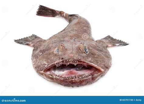 Angler Monkfish Lophius Piscatorius Royalty Free Stock Photography