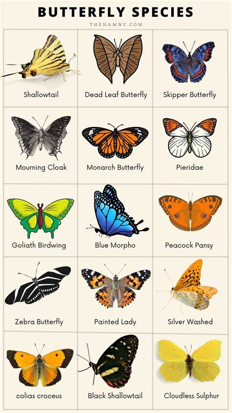 Butterfly Species Chart Butterfly Species Butterfly Drawing Types