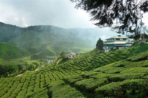 Tea Plantations In The Cameron Highlands Malaysia