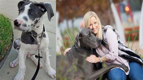 13 Signs Your Great Dane Loves You More Than He Loves Himself Sonderlives