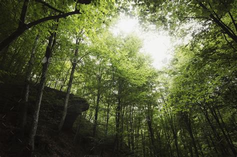 Green Natural Forest Background Stock Photo By Andreiuc88 Photodune