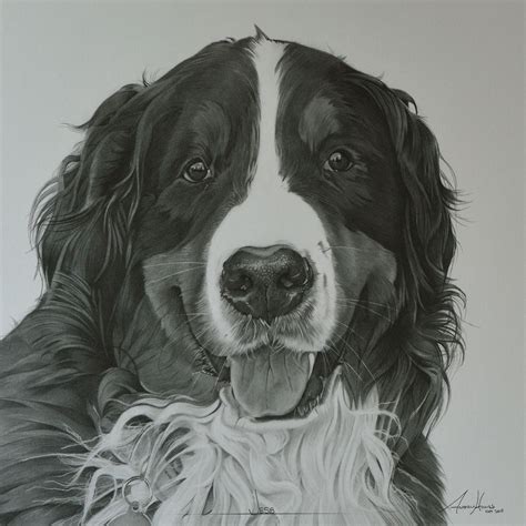 This Is Jess A Bernese Mountain Dog Drawn 12x12 Dog Drawing