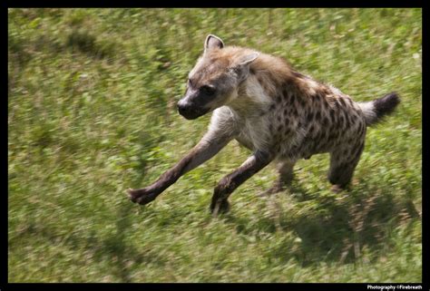 Run Hyena Run Weasyl