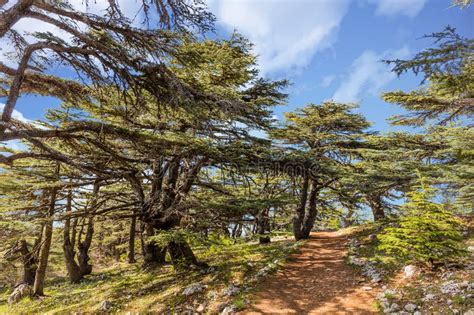 Trees Of Al Shouf Cedar Nature Reserve Barouk Lebanon Stock Image